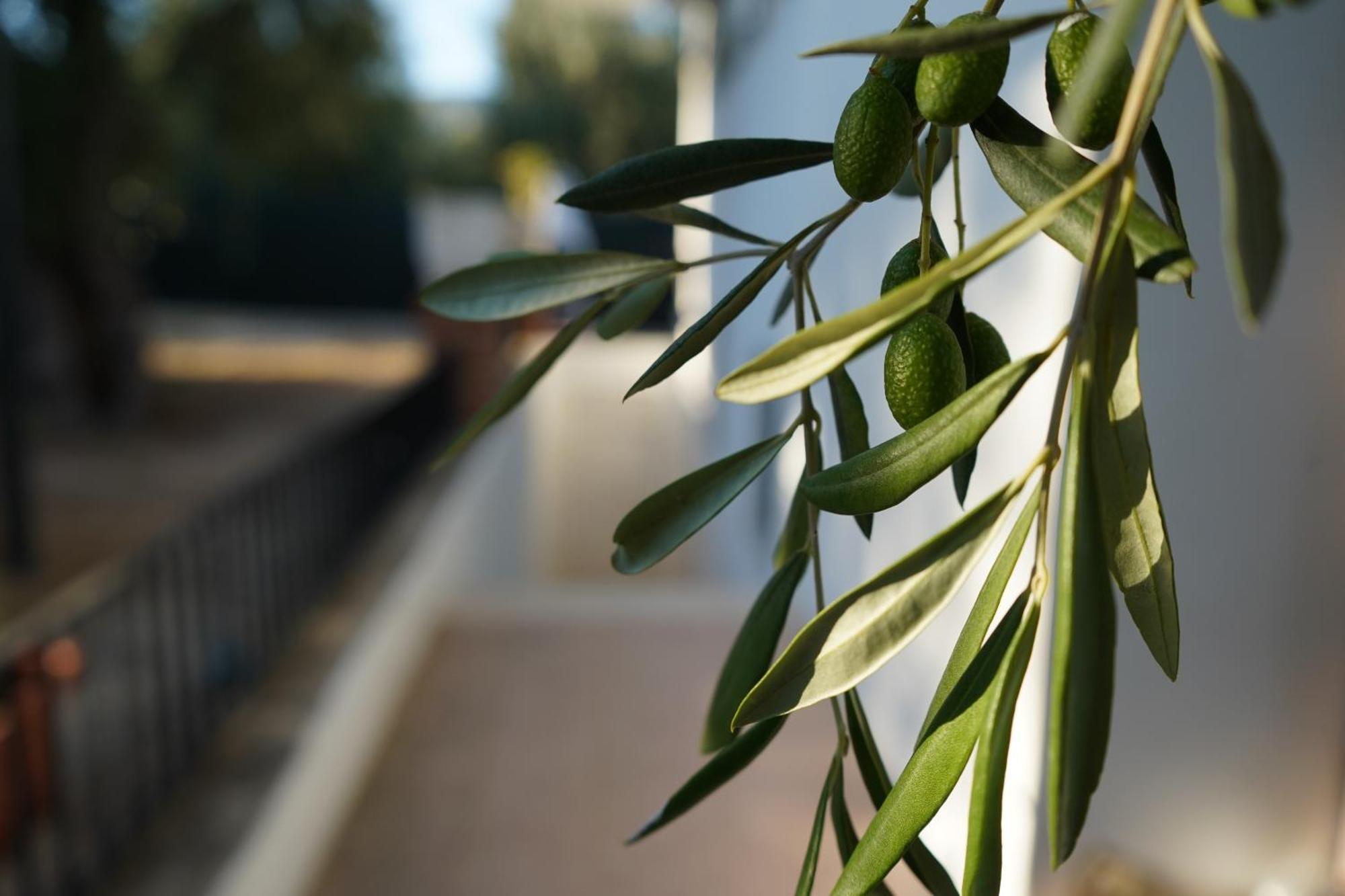 Olive&Sea Villa-Olive Mattinata Exterior foto